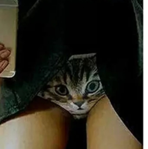 Fun Pussy cat - Picture 2 of 4